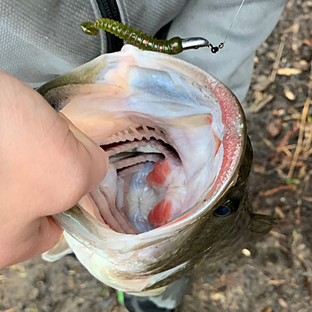 Largemouth bass caught with jh-85 jig head and Ring Kick Tail Worm