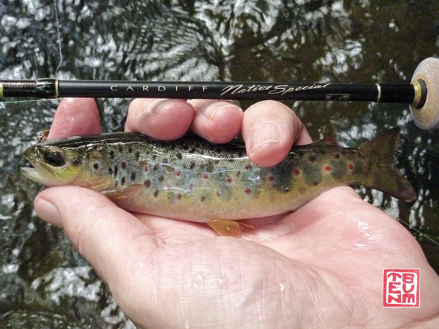 Angler holding Shimano Cardiff Native Special rod and small brown trout.