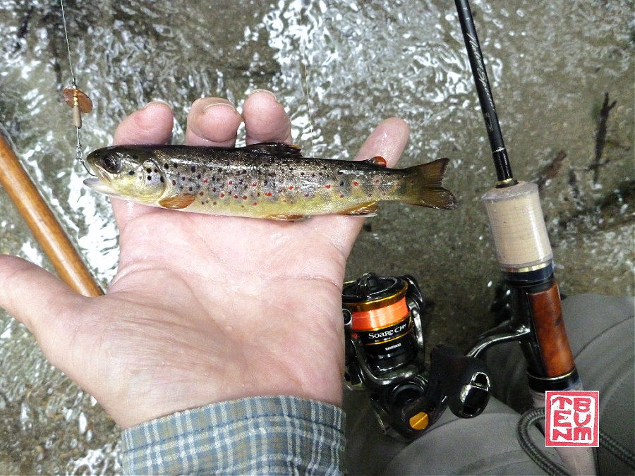 Angler holding small brown trout caught with brown spinner