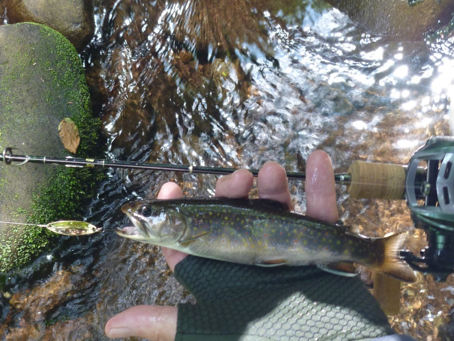 Brook trout and the spoon that caught it.