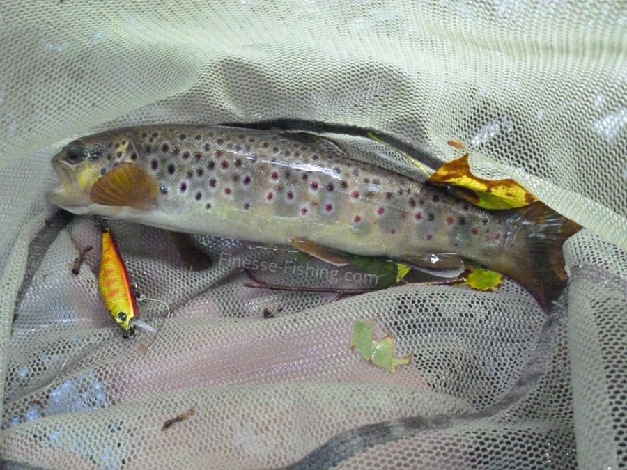 Trout in net caught with Silver Creek Minnow.