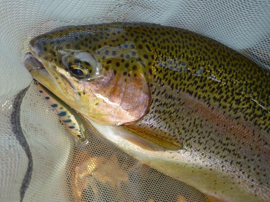 Rainbow trout in net caught by the rear single hook.