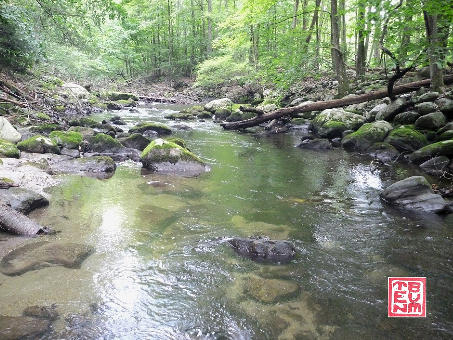 Small trout stream. Low clear water.