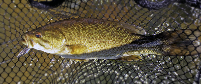 River smallie in net