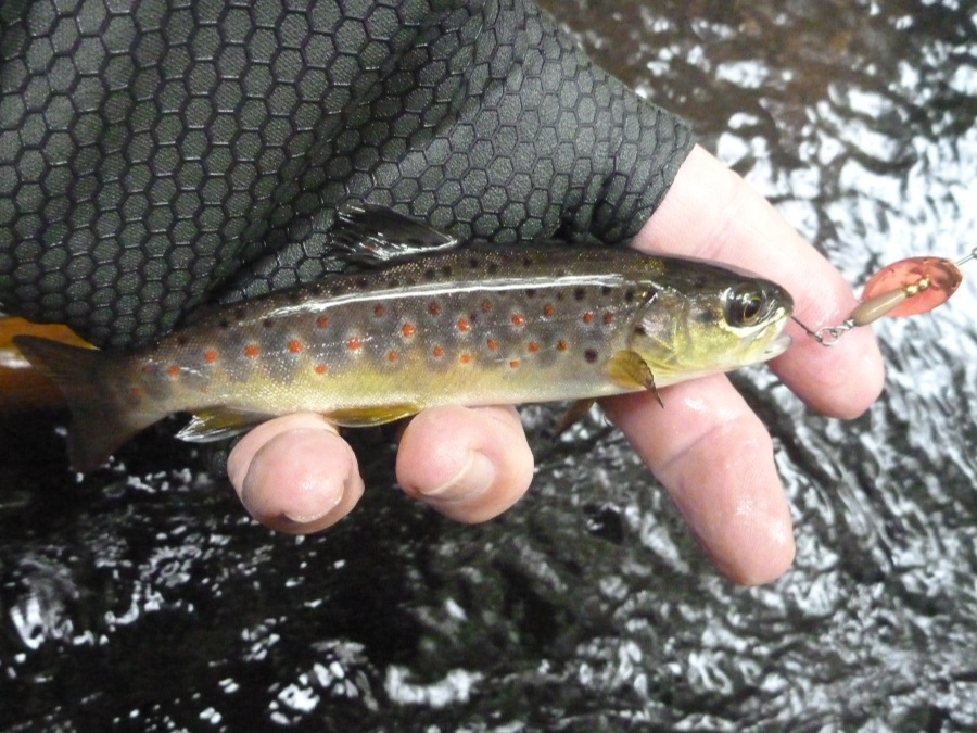 Smith AR-S Single Hook Spinner with small brown trout