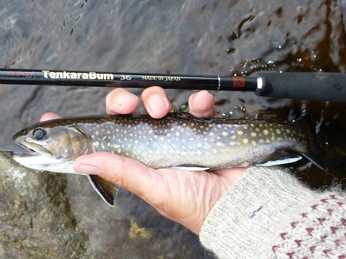 TenkaraBum 36 with Brook Trout (or is it Japanese Iwana?