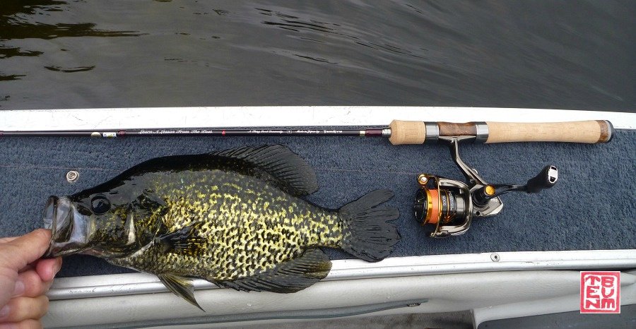 Angler holding Crappie alongside Tenryu Rayz Alter rod
