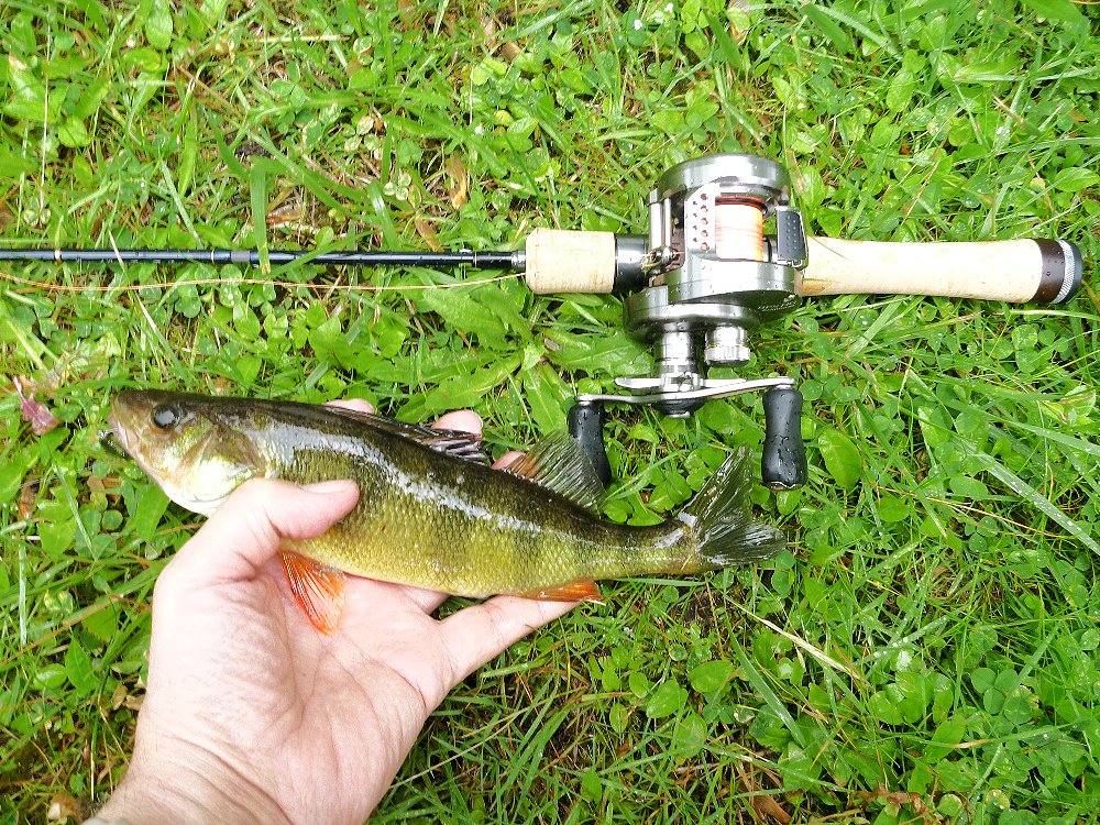 Tenryu-Rayz-Integral-484B-UL-perch