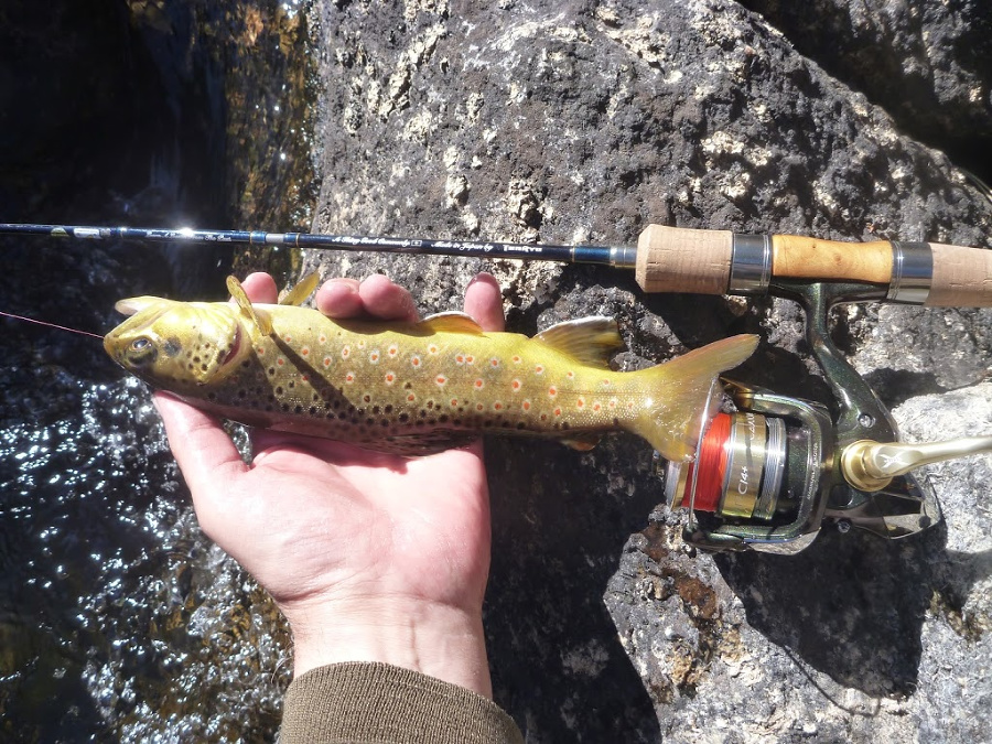 Brown trout, one of many caught that day.