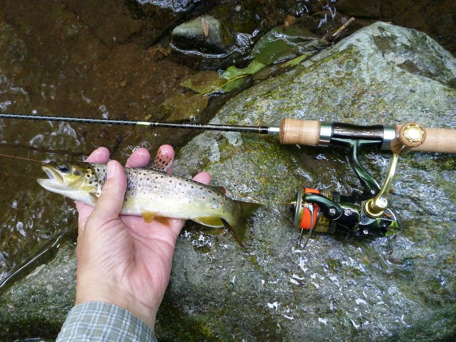 A more common small stream trout.