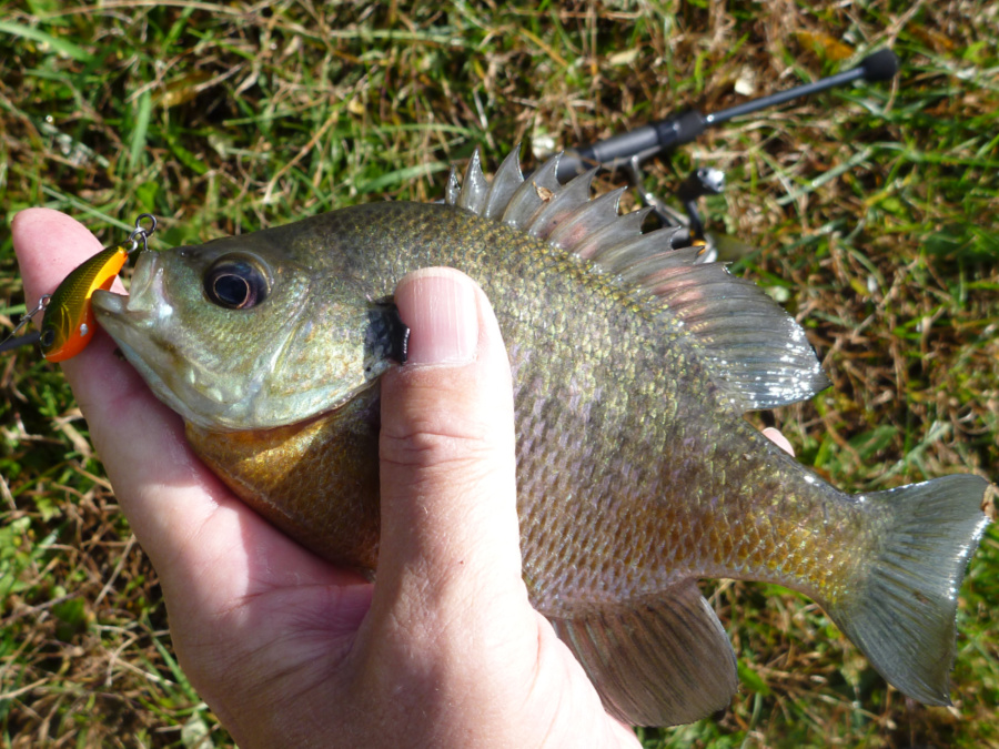 Z-viber with bluegill