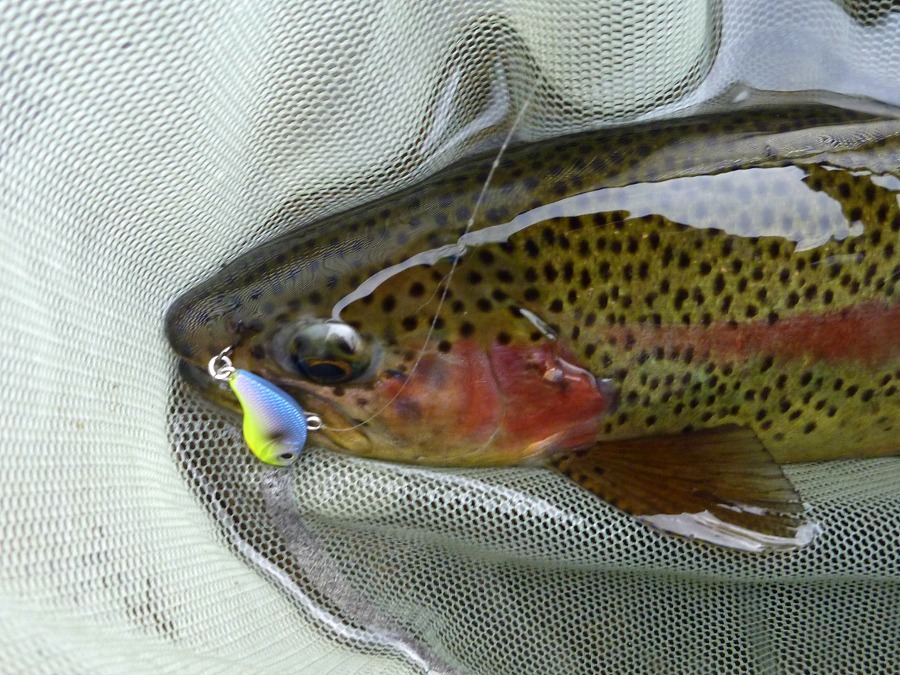 Rainbow Trout in net