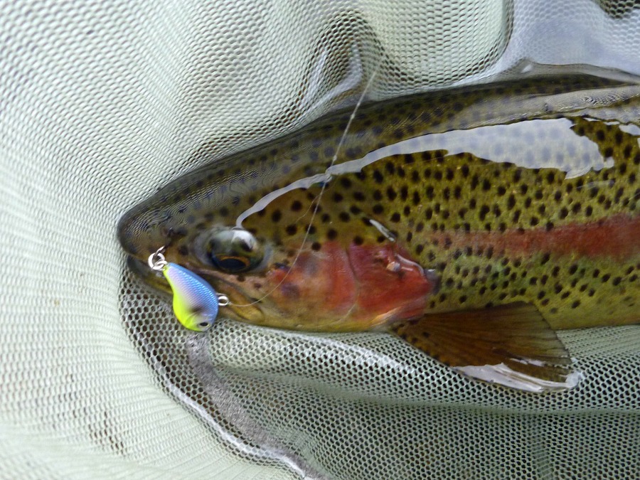 Rainbow Trout in net