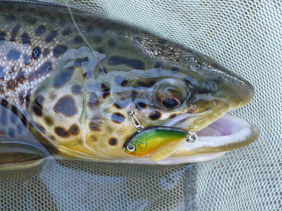 Brown Trout in net